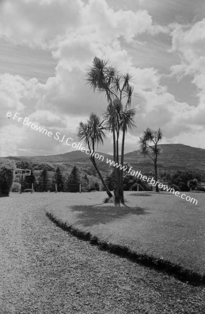 ICA DRACINIA CABBAGE PALMS